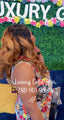 SDD 13X4 FRONTAL WIGS Bouncy Curls Human Hair Wigs, Double Drawn Vietnamese Raw Natural Hair Wig With Frontal, Curly Peruvian Weaves Raw Bouncy